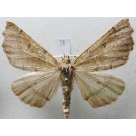 Odontopera bidentata (Clerck, 1759) male Ciośnik dwuzębiak Czech3l